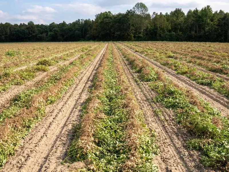 Campo recém-semeado com sulcos paralelos e mata ao fundo