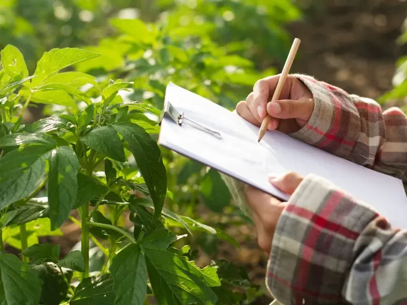 Mão anotando em prancheta ao lado de planta cultivada