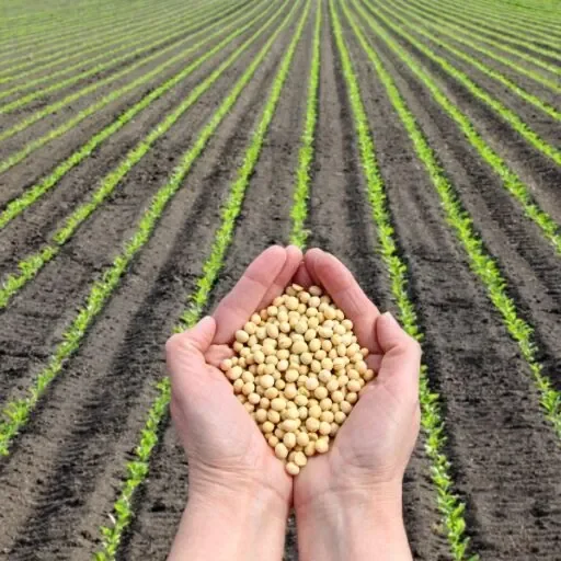 Mãos segurando grãos de soja diante de plantação em linhas